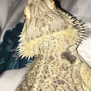 Meet your Posher, Phillip